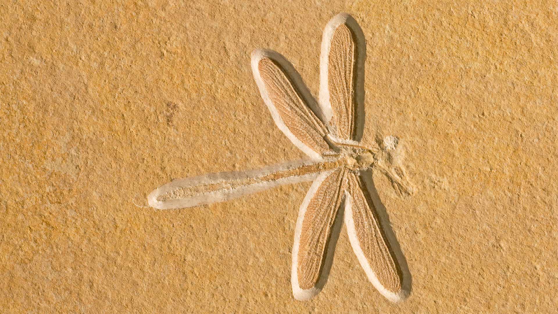 请问去哪儿配眼镜最靠谱最实惠？(合集转寄)